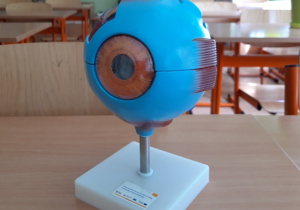 Model oka.