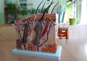 Model komórki skóry.
