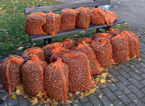 Kasztany dla Krzysia