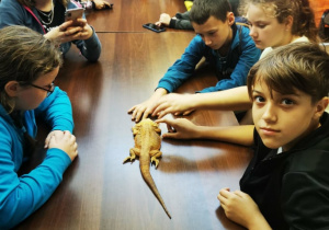 Grupka uczniów przypatruje się jaszczurce siedzącej przed nimi na stole.
