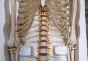 Szkielet kostny człowieka - model.